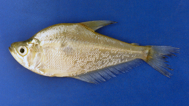 Charax leticiae