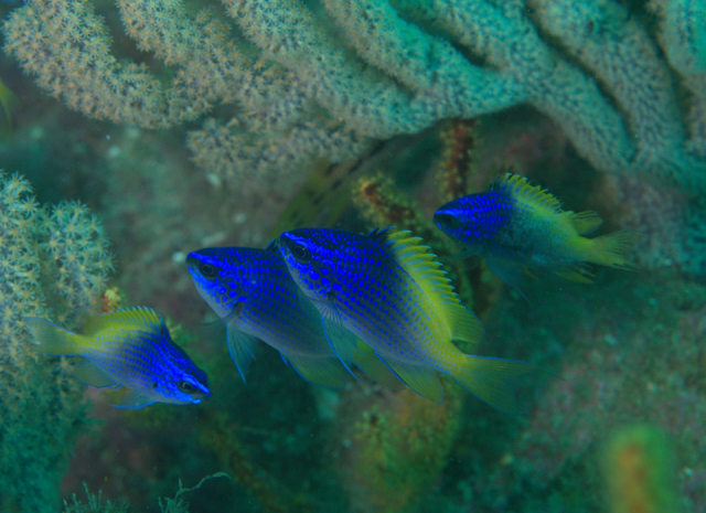 Chromis limbaughi