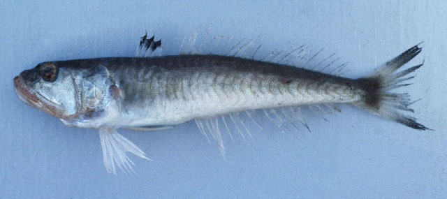 Chlon_u0.jpg
