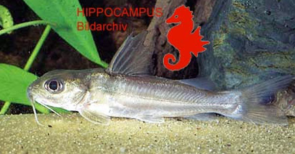 Chrysichthys longipinnis