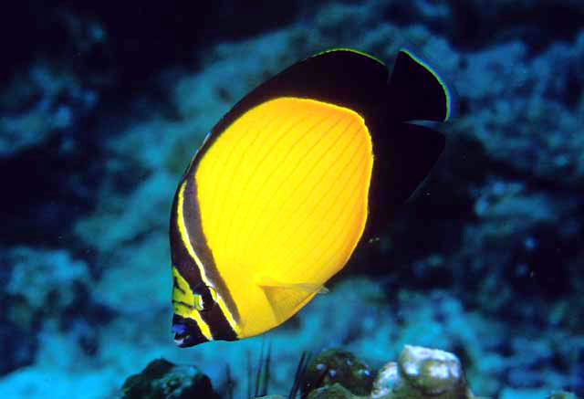 Chaetodon melapterus