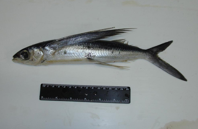 Cheilopogon melanurus