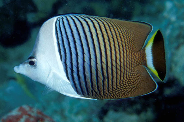 Chaetodon mesoleucos