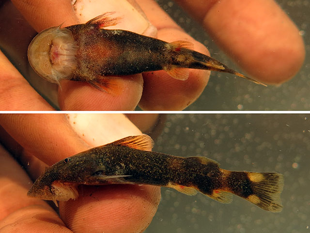 Chiloglanis microps