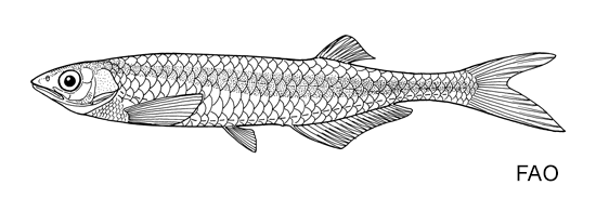 Chelaethiops minutus