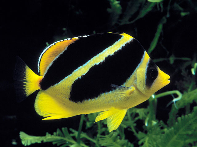 Chaetodon mitratus