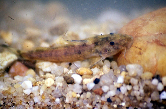 Chneu_u0.jpg