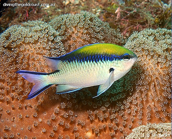 Chromis nitida