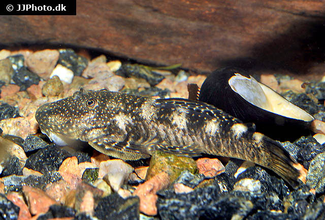 Chaetostoma nudirostre