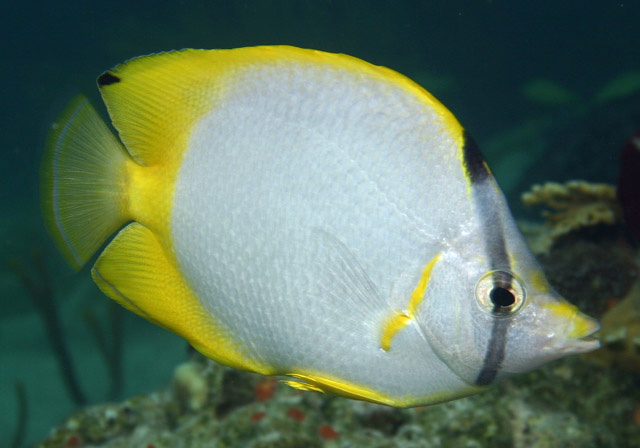 Chaetodon ocellatus