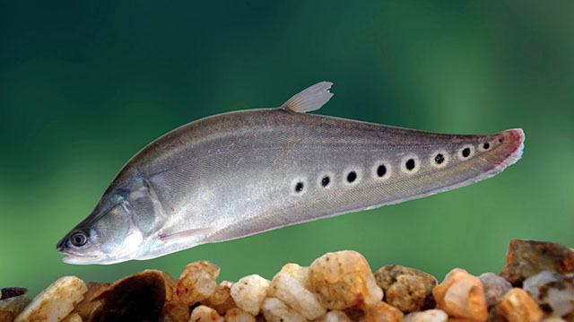 Chitala ornata