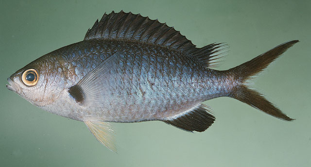Chromis pamae