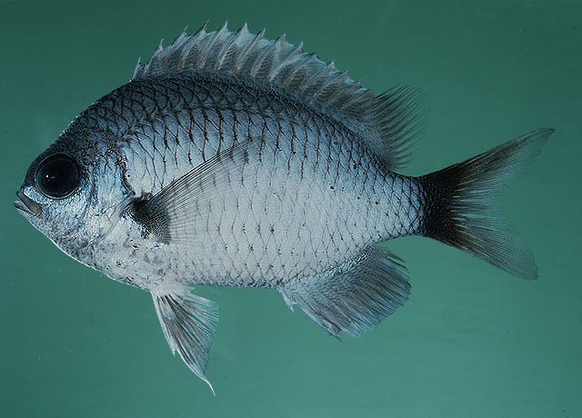 Chromis pelloura