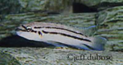 Chalinochromis popelini