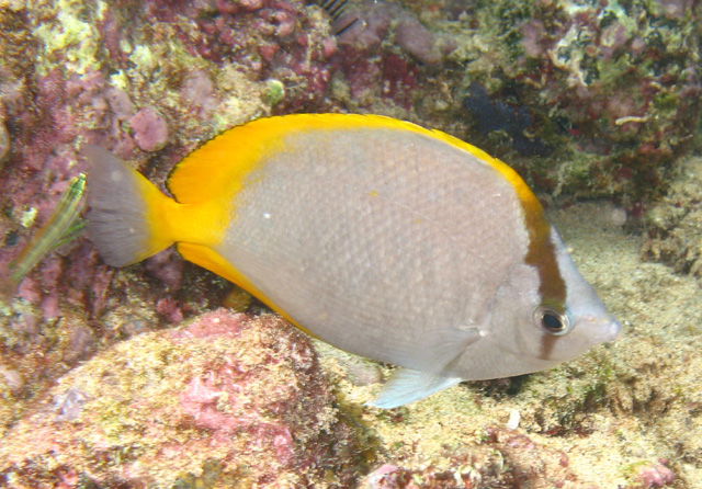 Chaetodon sanctaehelenae