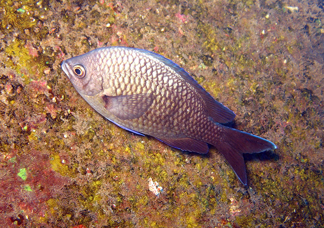 Chromis sanctaehelenae