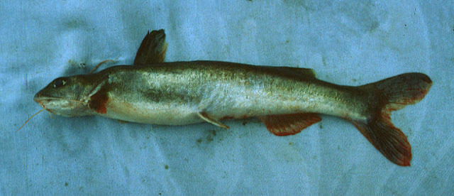 Chrysichthys sianenna