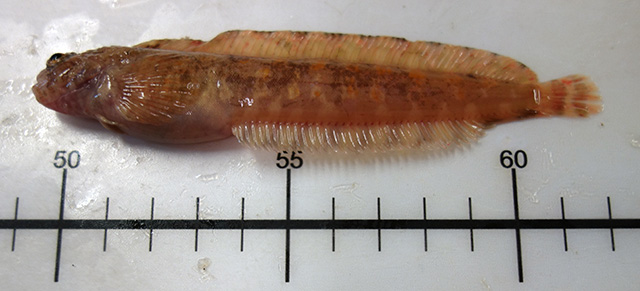 Chirolophis snyderi