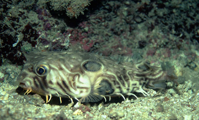 Chilomycterus mauretanicus