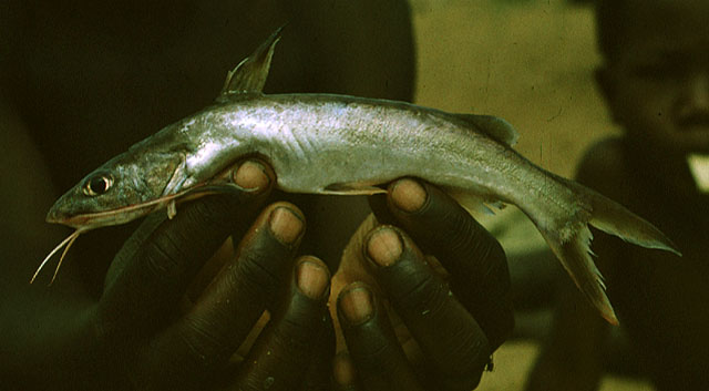 Chrysichthys stappersii