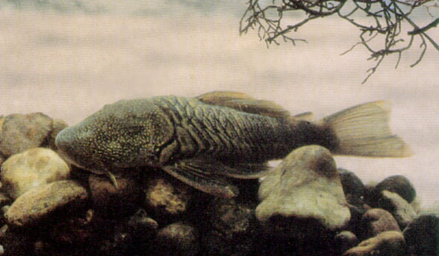 Chaetostoma tachiraense