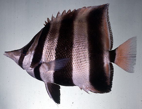 Chelmonops truncatus