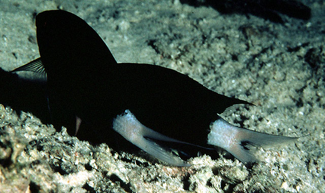 Chromis xanthura