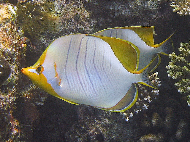 Chaetodon xanthocephalus