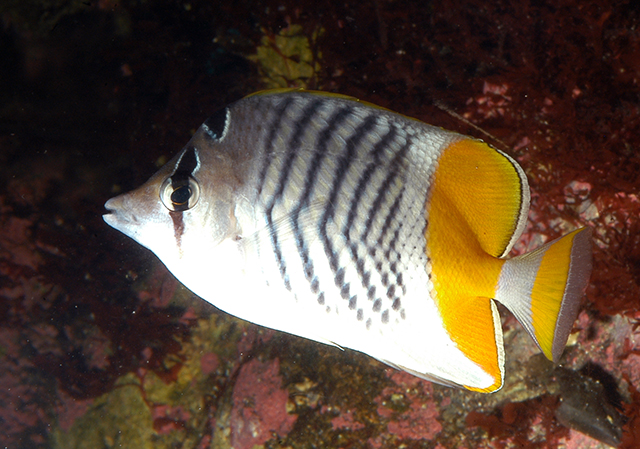 Chaetodon xanthurus