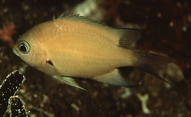 Chromis xutha
