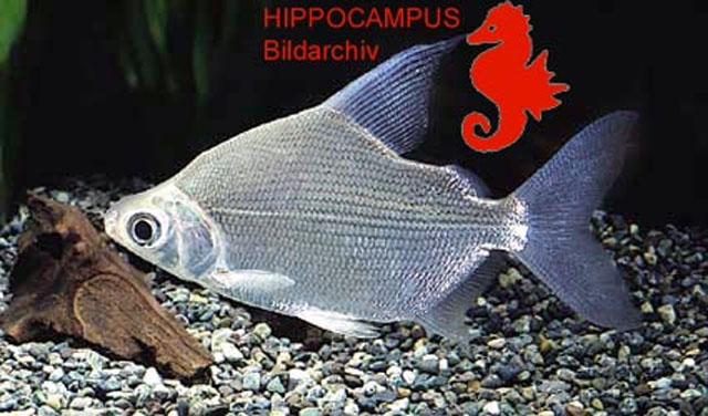 Cians_u0.jpg