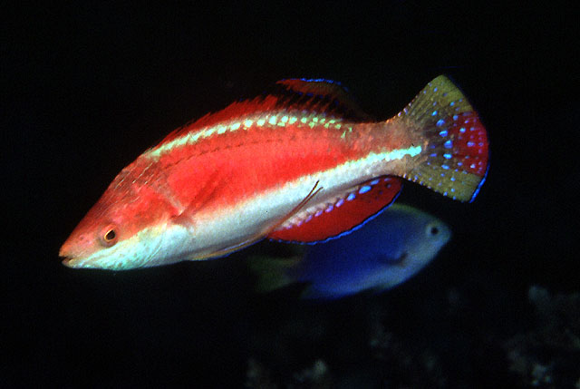 Cirrhilabrus condei