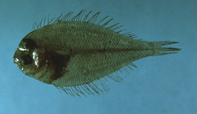 Cicor_u0.jpg