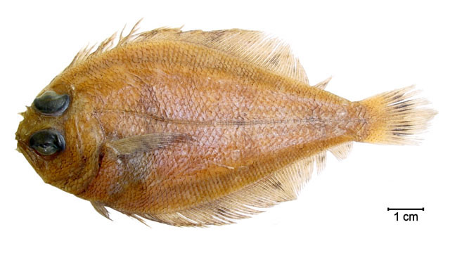 Cicor_u1.jpg