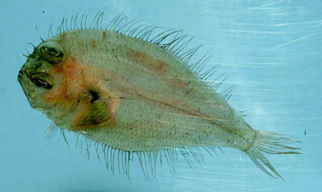 Cicor_u2.jpg