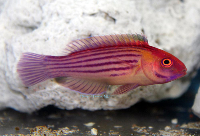Cirrhilabrus earlei
