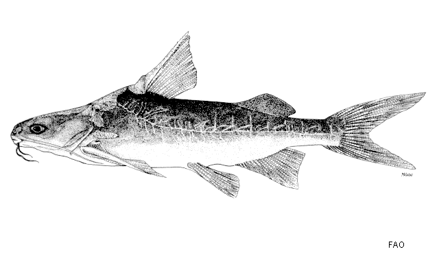 Cinetodus froggatti