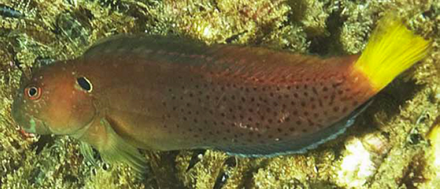 Cirripectes heemstraorum