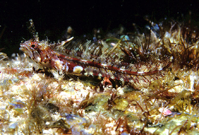 Cirriemblemaria lucasana