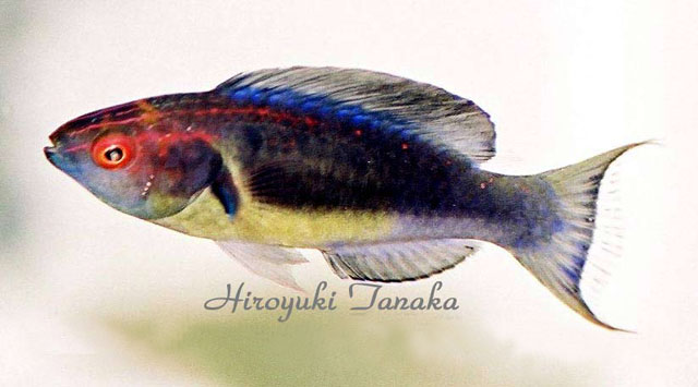 Cirrhilabrus lunatus