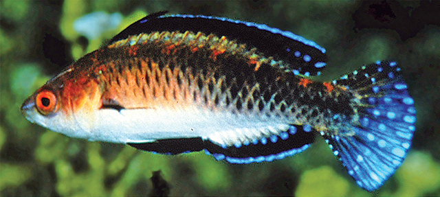 Cirrhilabrus morrisoni