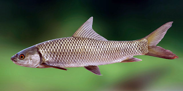 Cirrhinus mrigala