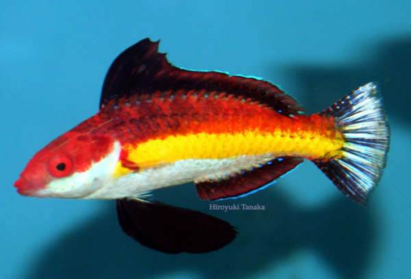 Cirrhilabrus naokoae