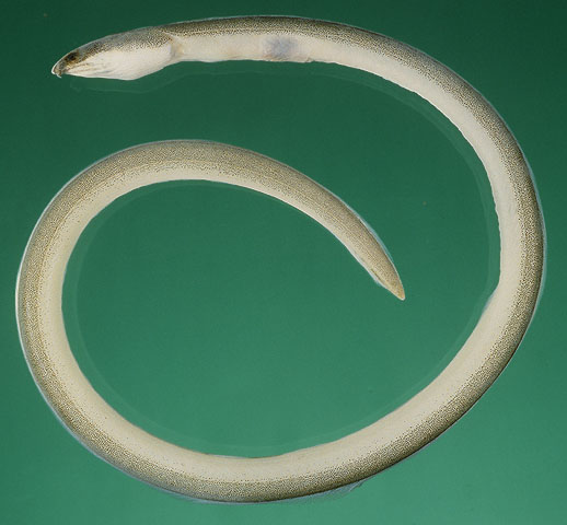 Cirrhimuraena playfairii