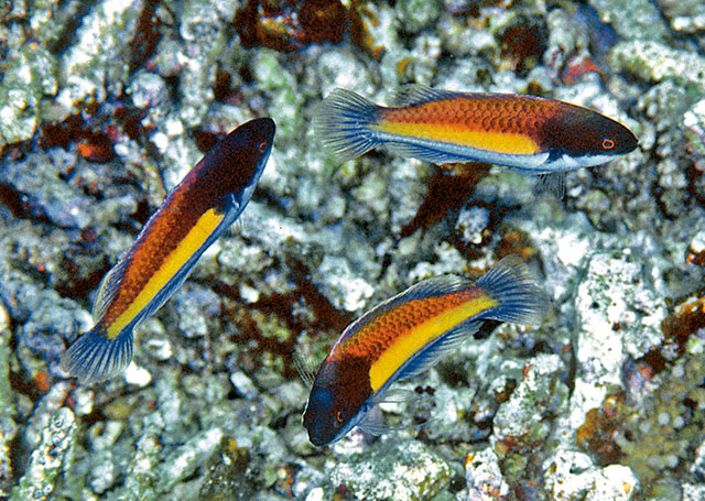 Cirrhilabrus randalli