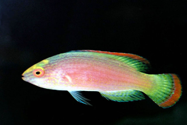 Cirrhilabrus rubrimarginatus