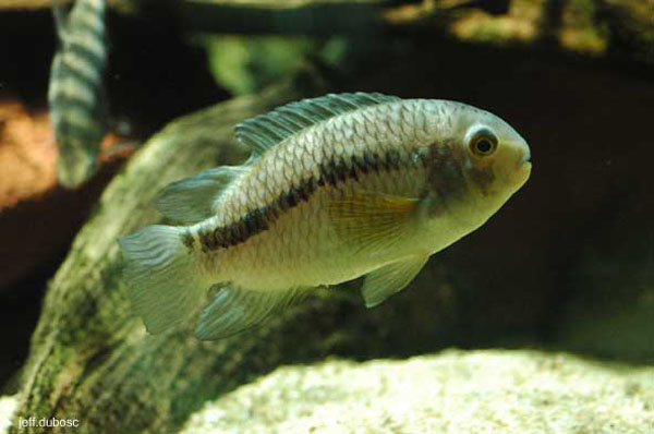 Cichlasoma sanctifranciscense