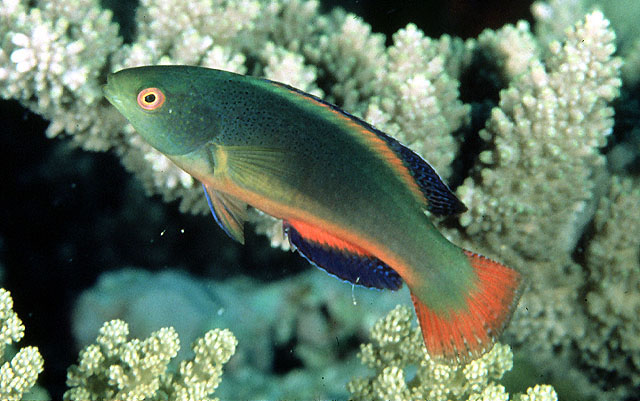 Cirrhilabrus scottorum