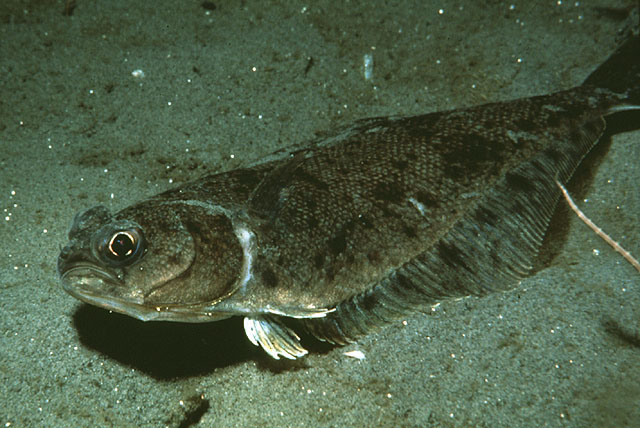 Citharichthys sordidus