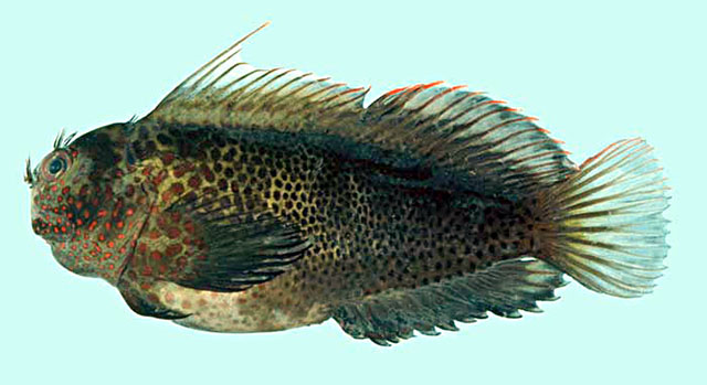 Cirripectes springeri